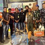 Barang bukti tanduk rusa yang akan diselundupkan. Foto Antara