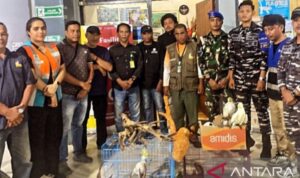 Barang bukti tanduk rusa yang akan diselundupkan. Foto Antara Barang bukti tanduk rusa yang akan diselundupkan. Foto Antara