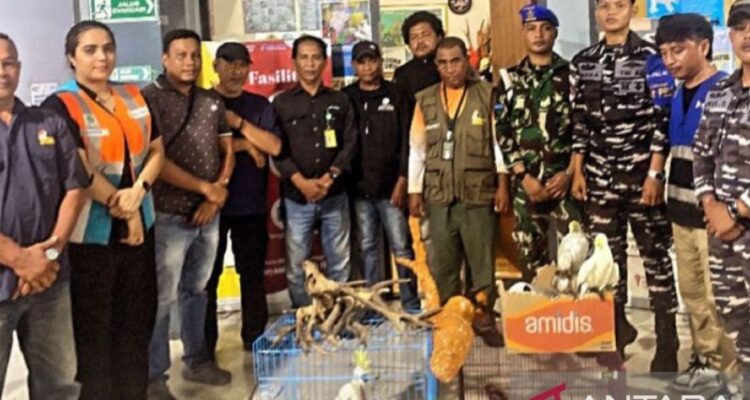Barang bukti tanduk rusa yang akan diselundupkan. Foto Antara