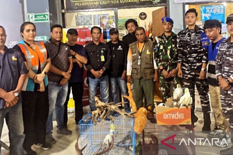 Barang bukti tanduk rusa yang akan diselundupkan. Foto Antara