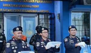 Petugas dari Kementerian Kelautan dan Perikanan memperlihatkan benih bening lobster (BBL) ilegal yang berhasil diamankan di Provinsi Lampung dengan nilai sekitar Rp4 miliar. Foto Antara