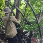 A member of a joint research team from the National Research and Innovation Agency (BRIN) and Gadjah Mada University (UGM) examines the rare mangrove species Camptostemon philippinensis in Penajam Paser Utara district, East Kalimantan. Antara Photo