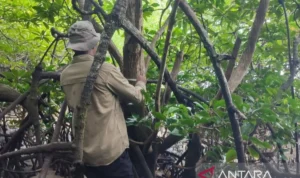 A member of a joint research team from the National Research and Innovation Agency (BRIN) and Gadjah Mada University (UGM) examines the rare mangrove species Camptostemon philippinensis in Penajam Paser Utara district, East Kalimantan. Antara Photo
