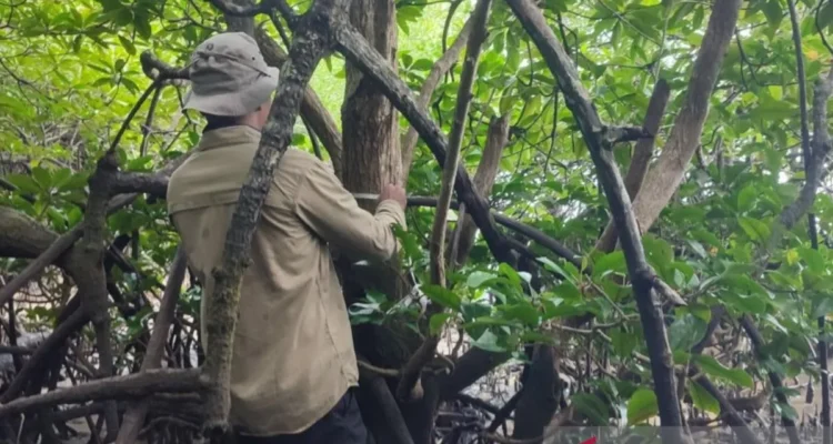 A member of a joint research team from the National Research and Innovation Agency (BRIN) and Gadjah Mada University (UGM) examines the rare mangrove species Camptostemon philippinensis in Penajam Paser Utara district, East Kalimantan. Antara Photo