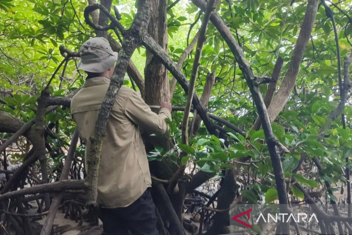 A member of a joint research team from the National Research and Innovation Agency (BRIN) and Gadjah Mada University (UGM) examines the rare mangrove species Camptostemon philippinensis in Penajam Paser Utara district, East Kalimantan. Antara Photo