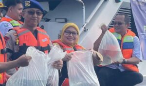 Ikan Napoleon yang dilepasliarkan di perairan Pulau Panggang, Kepulauan Seribu. Foto Antara
