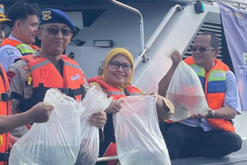 Ikan Napoleon yang dilepasliarkan di perairan Pulau Panggang, Kepulauan Seribu. Foto Antara