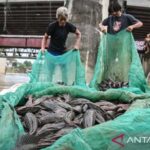 Ikan sapu-sapu diangkat dari sungai di Jakarta. Foto Antara