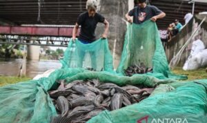 Ikan sapu-sapu diangkat dari sungai di Jakarta. Foto Antara Ikan sapu-sapu diangkat dari sungai di Jakarta. Foto Antara
