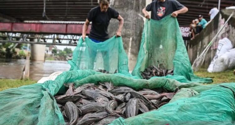 Ikan sapu-sapu diangkat dari sungai di Jakarta. Foto Antara