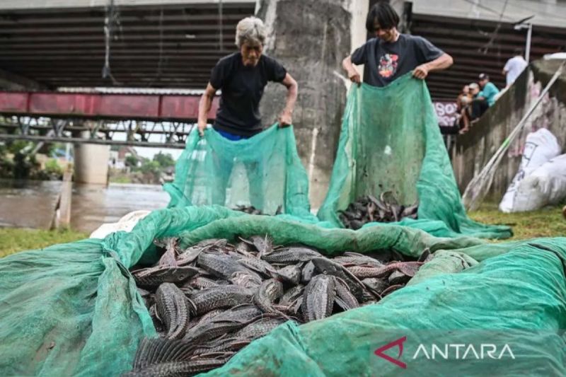 Ikan sapu-sapu diangkat dari sungai di Jakarta. Foto Antara Ikan sapu-sapu diangkat dari sungai di Jakarta. Foto Antara
