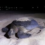 Induk penyu selesai menutup lubang pasir setelah bertelur di pasir tersebut. Foto Antara