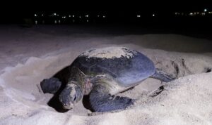 Induk penyu selesai menutup lubang pasir setelah bertelur di pasir tersebut. Foto Antara