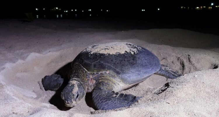 Induk penyu selesai menutup lubang pasir setelah bertelur di pasir tersebut. Foto Antara