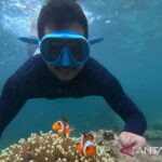 Snorkling di Pulau Pahawang di Kecamatan Punduh Pidada, Kabupaten Pesawaran, Lampung. Foto Antara