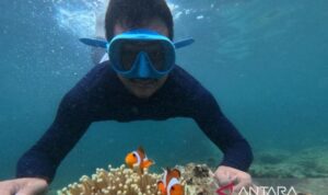 Snorkling di Pulau Pahawang di Kecamatan Punduh Pidada, Kabupaten Pesawaran, Lampung. Foto Antara