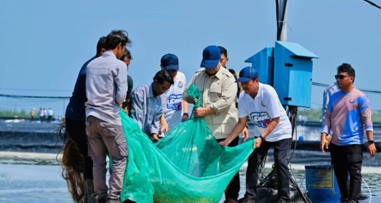 President Prabowo Subianto believes Indonesia has a major opportunity to become one of the world’s leading shrimp producers. Antara Photo