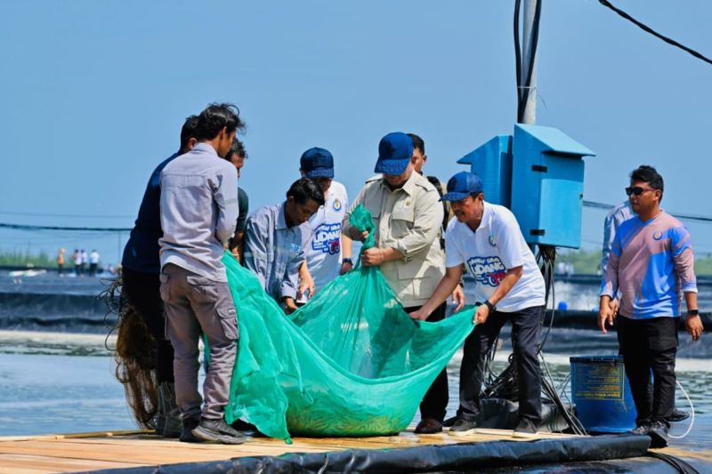 President Prabowo Subianto believes Indonesia has a major opportunity to become one of the world’s leading shrimp producers. Antara Photo President Prabowo Subianto believes Indonesia has a major opportunity to become one of the world’s leading shrimp producers. Antara Photo