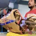 Barang bukti tanduk rusa yang gagal diselundupkan. Foto Antara