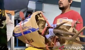 Barang bukti tanduk rusa yang gagal diselundupkan. Foto Antara