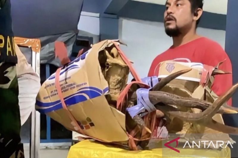 Barang bukti tanduk rusa yang gagal diselundupkan. Foto Antara