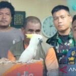 Barang bukti brupa burung yang akan diselundupkan keluar dari Ambon. Foto Antara