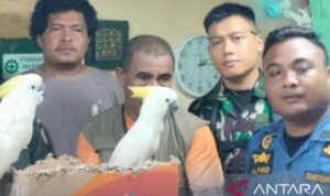 Barang bukti brupa burung yang akan diselundupkan keluar dari Ambon. Foto Antara Barang bukti brupa burung yang akan diselundupkan keluar dari Ambon. Foto Antara