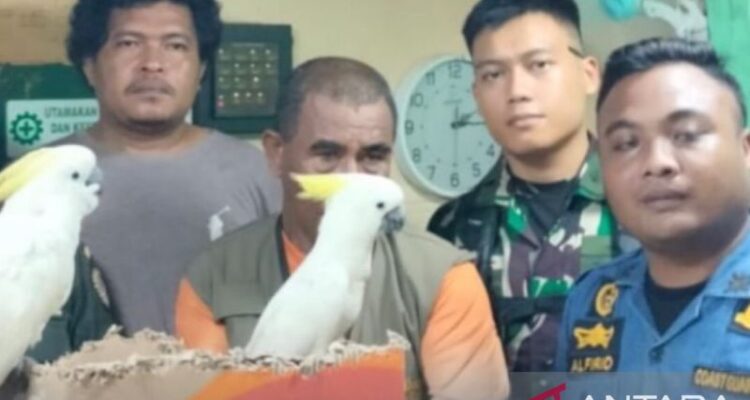 Barang bukti brupa burung yang akan diselundupkan keluar dari Ambon. Foto Antara