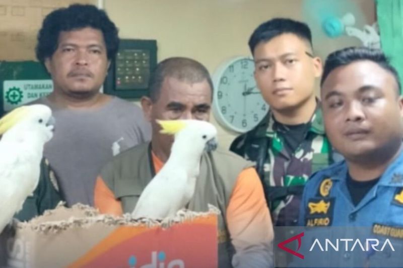Barang bukti brupa burung yang akan diselundupkan keluar dari Ambon. Foto Antara