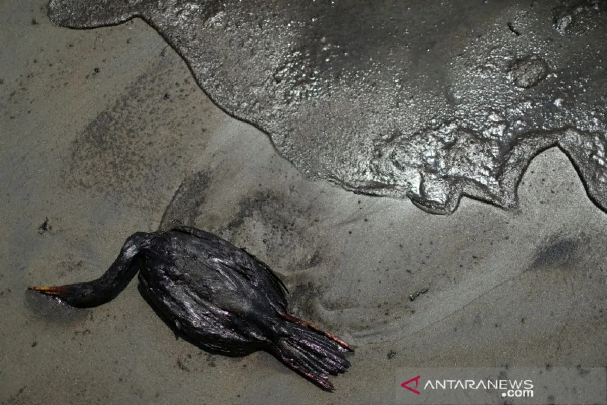 Ilustrasi tumpahan minyak mencemari pantai Venezuela. Foto Antara