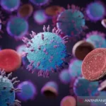 Ilustrasi wabah hantavirus. Antara/HO/Istoc