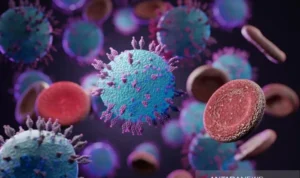 Ilustrasi wabah hantavirus. Antara/HO/Istoc