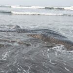 Seekor Hiu Paus terdampar di Pantai Banjarsari, Kecamatan Nusawungu, Kabupaten Cilacap, Jawa Tengah, Sabtu (23/5/2026). Foto Antara