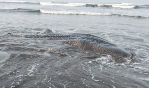 Seekor Hiu Paus terdampar di Pantai Banjarsari, Kecamatan Nusawungu, Kabupaten Cilacap, Jawa Tengah, Sabtu (23/5/2026). Foto Antara