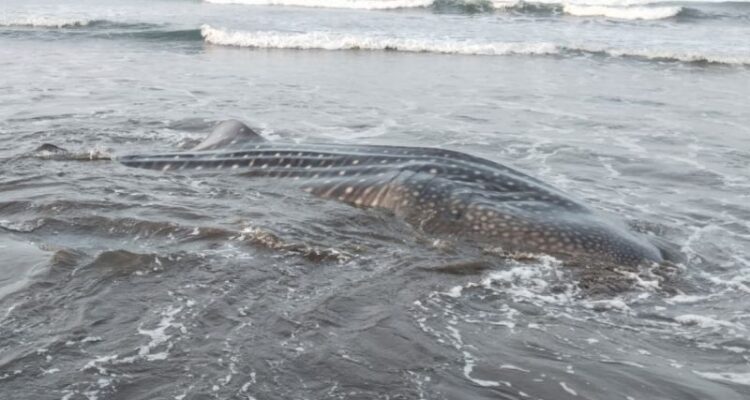 Seekor Hiu Paus terdampar di Pantai Banjarsari, Kecamatan Nusawungu, Kabupaten Cilacap, Jawa Tengah, Sabtu (23/5/2026). Foto Antara