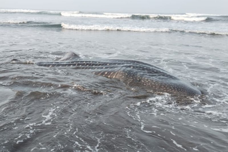 Seekor Hiu Paus terdampar di Pantai Banjarsari, Kecamatan Nusawungu, Kabupaten Cilacap, Jawa Tengah, Sabtu (23/5/2026). Foto Antara Seekor Hiu Paus terdampar di Pantai Banjarsari, Kecamatan Nusawungu, Kabupaten Cilacap, Jawa Tengah, Sabtu (23/5/2026). Foto Antara