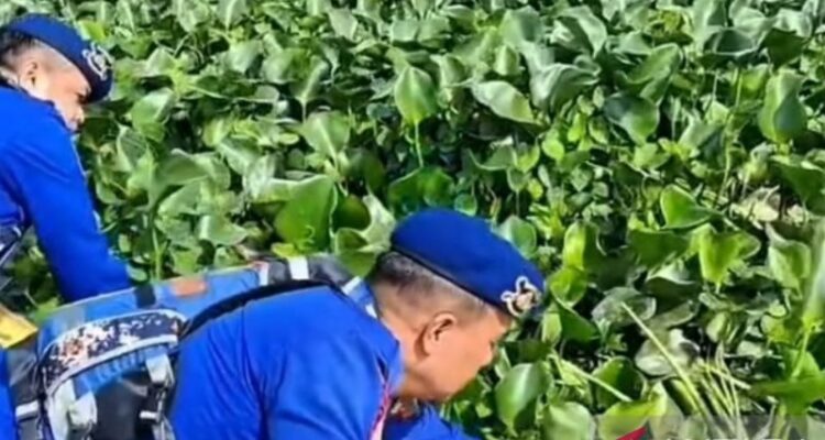 Personel Polrestabes Palembang, Sumatera Selatan, mengambil eceng gondok di Sungai Musi Palembang. Foto Antara