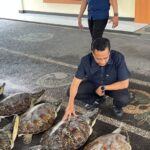 Kasubdit Gakkum Ditpolairud Polda Bali AKBP Nanang Pri Hasmoko menunjukkan barang bukti berupa penyu hijau, satwa dilindungi di Kantor Ditpolairud Polda Bali, Denpasar, Jumat (19/6/2026). Foto Antara