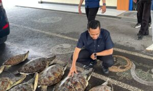Kasubdit Gakkum Ditpolairud Polda Bali AKBP Nanang Pri Hasmoko menunjukkan barang bukti berupa penyu hijau, satwa dilindungi di Kantor Ditpolairud Polda Bali, Denpasar, Jumat (19/6/2026). Foto Antara Kasubdit Gakkum Ditpolairud Polda Bali AKBP Nanang Pri Hasmoko menunjukkan barang bukti berupa penyu hijau, satwa dilindungi di Kantor Ditpolairud Polda Bali, Denpasar, Jumat (19/6/2026). Foto Antara