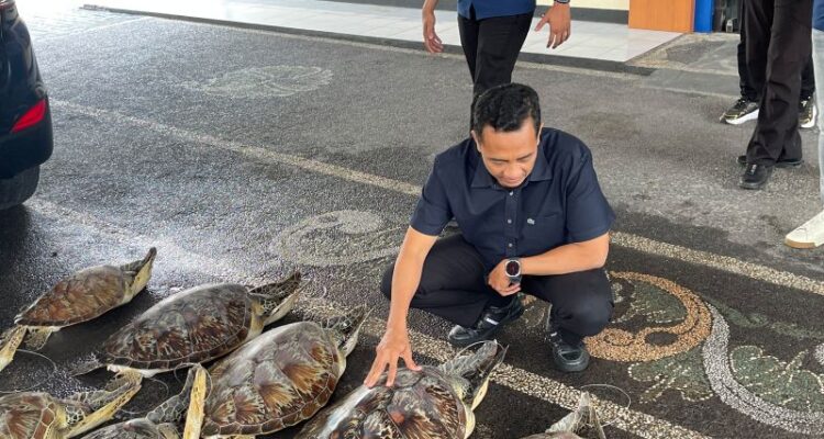 Kasubdit Gakkum Ditpolairud Polda Bali AKBP Nanang Pri Hasmoko menunjukkan barang bukti berupa penyu hijau, satwa dilindungi di Kantor Ditpolairud Polda Bali, Denpasar, Jumat (19/6/2026). Foto Antara