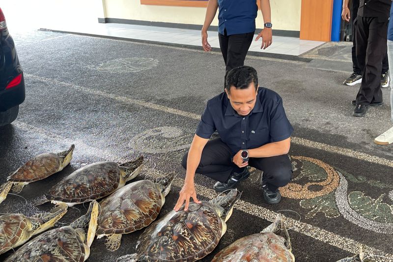 Kasubdit Gakkum Ditpolairud Polda Bali AKBP Nanang Pri Hasmoko menunjukkan barang bukti berupa penyu hijau, satwa dilindungi di Kantor Ditpolairud Polda Bali, Denpasar, Jumat (19/6/2026). Foto Antara Kasubdit Gakkum Ditpolairud Polda Bali AKBP Nanang Pri Hasmoko menunjukkan barang bukti berupa penyu hijau, satwa dilindungi di Kantor Ditpolairud Polda Bali, Denpasar, Jumat (19/6/2026). Foto Antara