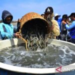 Ilustrasi- Petani memanen udang windu. Foto Antara
