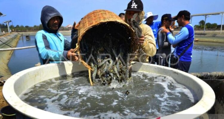 Ilustrasi- Petani memanen udang windu. Foto Antara