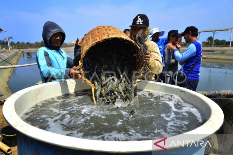 Ilustrasi- Petani memanen udang windu. Foto Antara Ilustrasi- Petani memanen udang windu. Foto Antara