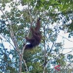 Seekor Orangutan bergelantungan di pohon sebagai habitat alami satwa endemik Kalimantan tersebut di kawasan hutan gambut di Desa Habau, Kabupaten Tabalong, Kalimantan Selatan. Foto Antara