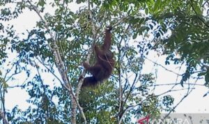 Seekor Orangutan bergelantungan di pohon sebagai habitat alami satwa endemik Kalimantan tersebut di kawasan hutan gambut di Desa Habau, Kabupaten Tabalong, Kalimantan Selatan. Foto Antara