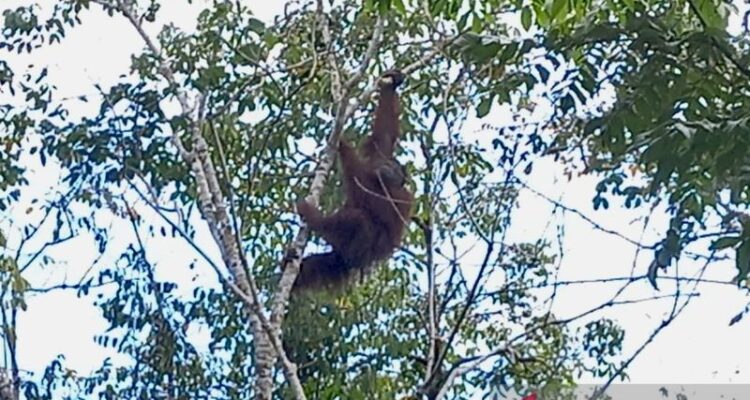 Seekor Orangutan bergelantungan di pohon sebagai habitat alami satwa endemik Kalimantan tersebut di kawasan hutan gambut di Desa Habau, Kabupaten Tabalong, Kalimantan Selatan. Foto Antara