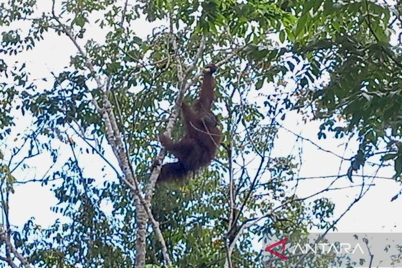 Seekor Orangutan bergelantungan di pohon sebagai habitat alami satwa endemik Kalimantan tersebut di kawasan hutan gambut di Desa Habau, Kabupaten Tabalong, Kalimantan Selatan. Foto Antara