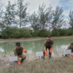 Kepala DLH Kabupaten Bangka Boy Yandra (dua dari kiri) melakukan penanaman bakau di Pantai Takari Rebo di Sungailiat, Rabu (10/6/2026). Foto Antara
