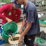 Para pembudidaya memanen ikan air tawar pada salah satu petak keramba di Loa Kulu, Kabupaten Kutai Kartanegara, Kaltim. Foto Antara